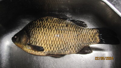 Sidabrinis karosas, 0,9 kg — Pakumulšių I-asis