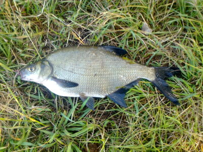 Karšis, 0,5 kg — Pakumulšių I-asis