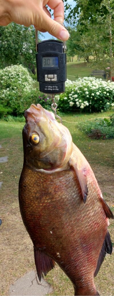 Karšis, 3,0 kg