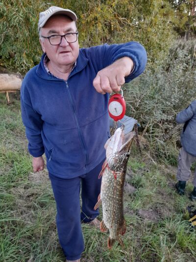 Lydeka, 2,4 kg
