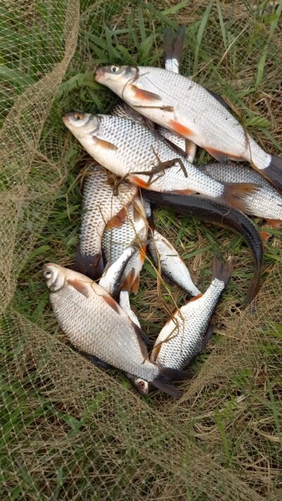 Paprastoji kuoja ×5 — Nemunas