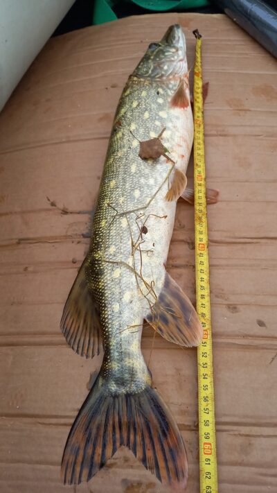 Lydeka, 1,5 kg — Karklėnų