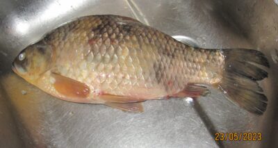 Sidabrinis karosas, 1,2 kg — Pakumulšių I-asis