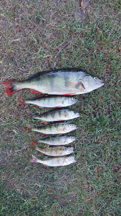 Ešerys, 1,0 kg
