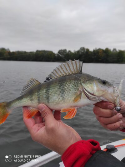 Ešerys, 0,5 kg — Avilys