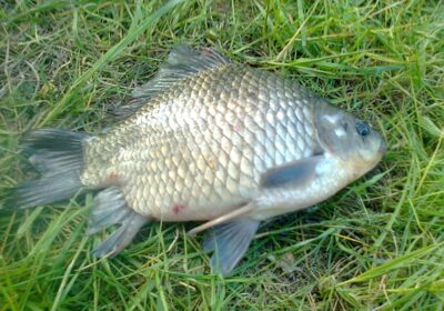 Sidabrinis karosas, 1,0 kg — Pakumulšių I-asis