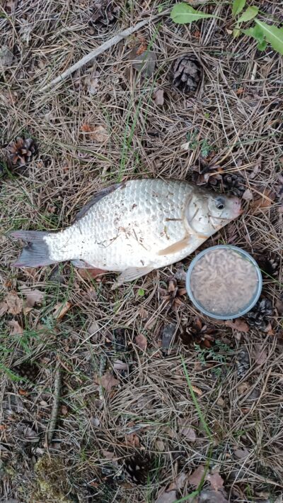 Sidabrinis karosas, 0,3 kg