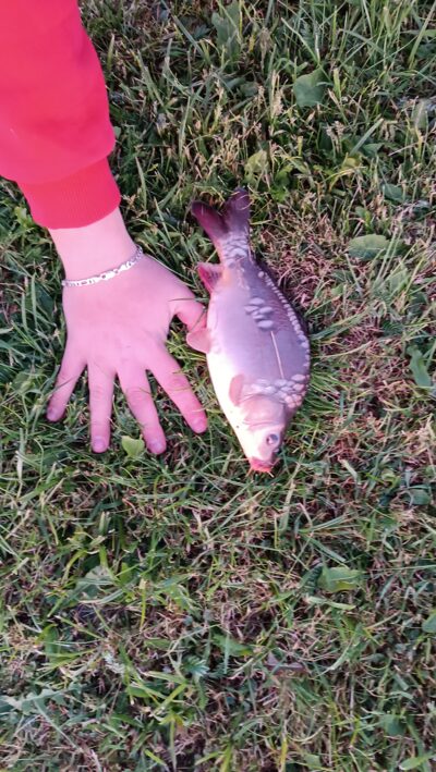 Paprastasis karpis, 0,7 kg