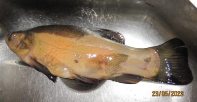 Lynas, 0,6 kg — Pakumulšių I-asis