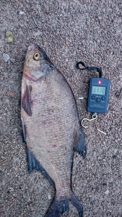 Karšis, 1,1 kg