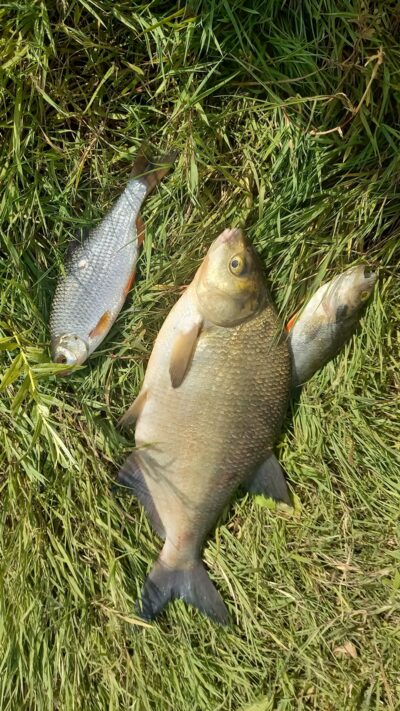 Karšis, 1,6 kg — Nemunas
