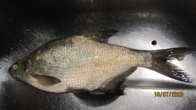 Karšis, 0,4 kg