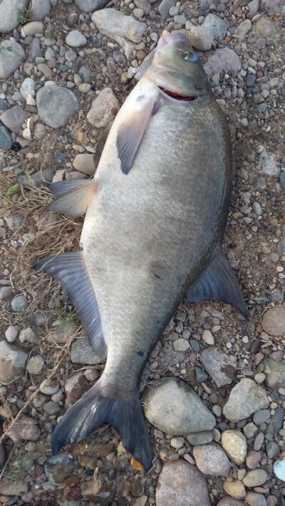 Karšis, 2,4 kg