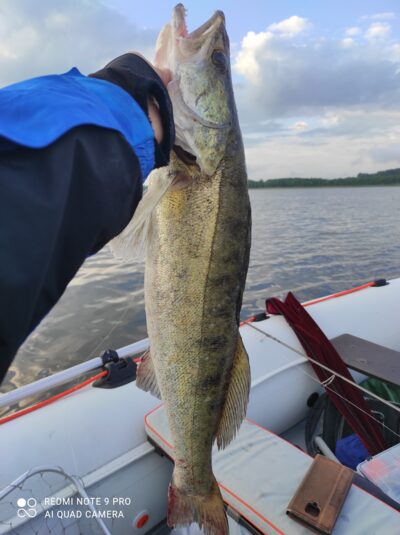 Starkis, 2,8 kg — Kauno marių