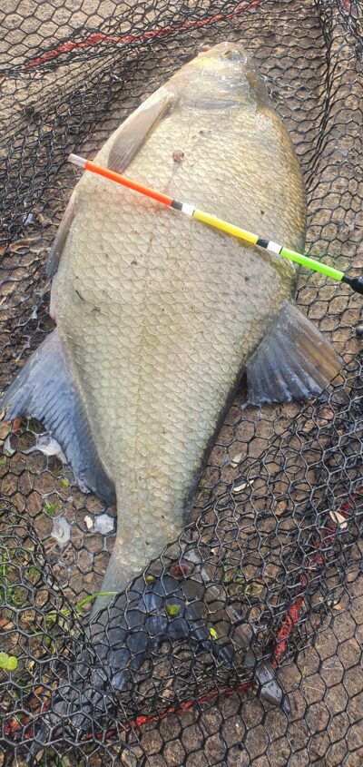 Karšis, 1,9 kg