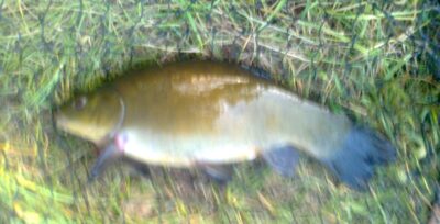 Lynas, 0,9 kg — Pakumulšių I-asis