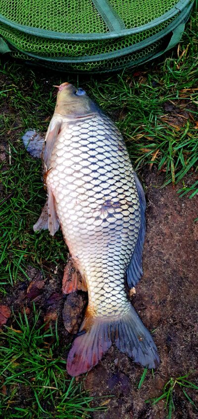 Paprastasis karpis, 2,3 kg — Nemunas