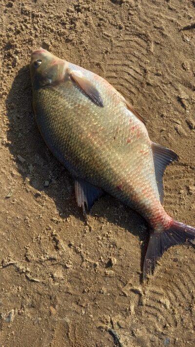 Karšis, 1,3 kg — Nemunas