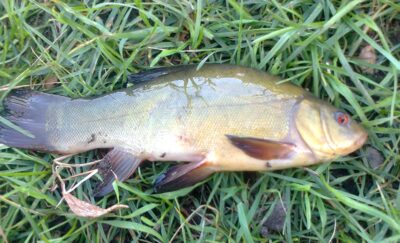 Lynas, 0,4 kg — Pakumulšių I-asis