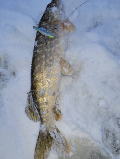 Lydeka, 1,8 kg