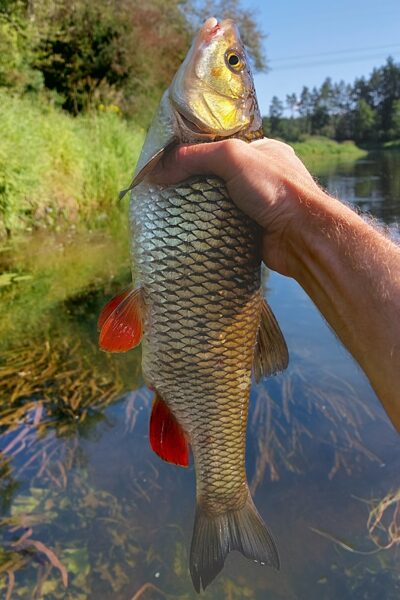 šapalas, 0,8 kg — Šventoji