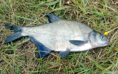 Karšis, 0,4 kg — Pakumulšių I-asis