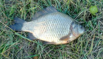 Sidabrinis karosas, 1,0 kg — Pakumulšių I-asis