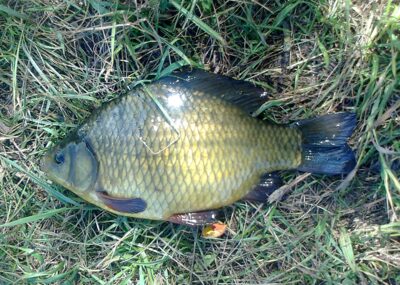 Auksinis karosas, 0,6 kg — Pakumulšių I-asis