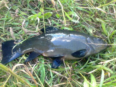 Lynas, 0,6 kg — Pakumulšių I-asis