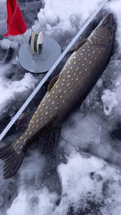 Lydeka, 3,5 kg — Karklėnų