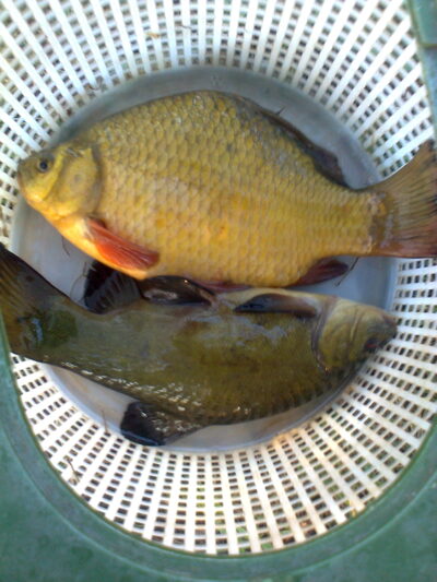 Auksinis karosas, 0,5 kg — Pakumulšių I-asis