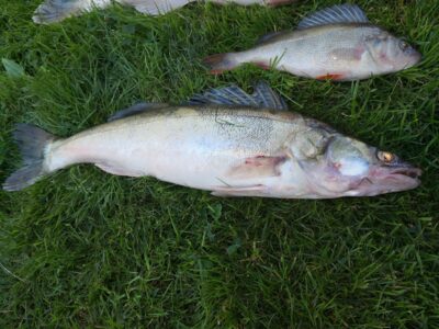 Starkis, 2,1 kg — Kuršių