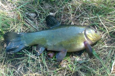 Lynas, 0,5 kg — Pakumulšių I-asis