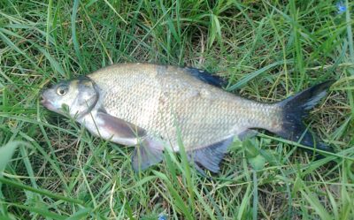Karšis, 0,5 kg — Pakumulšių I-asis