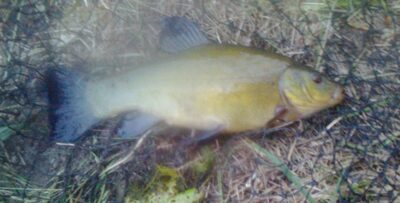 Lynas, 0,5 kg — Pakumulšių I-asis