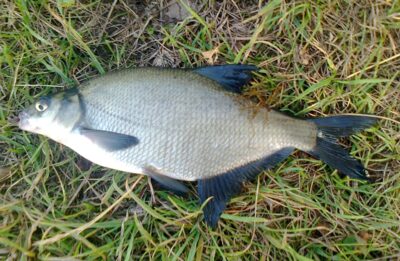 Karšis, 0,5 kg — Pakumulšių I-asis