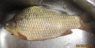 Sidabrinis karosas, 1,1 kg — Pakumulšių I-asis