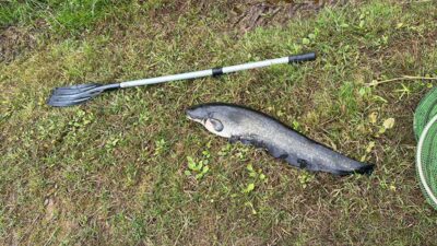 šamas, 4,8 kg
