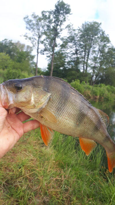 Ešerys, 0,5 kg
