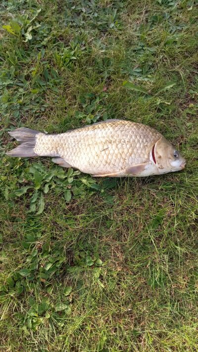Sidabrinis karosas, 1,1 kg — Naudvario