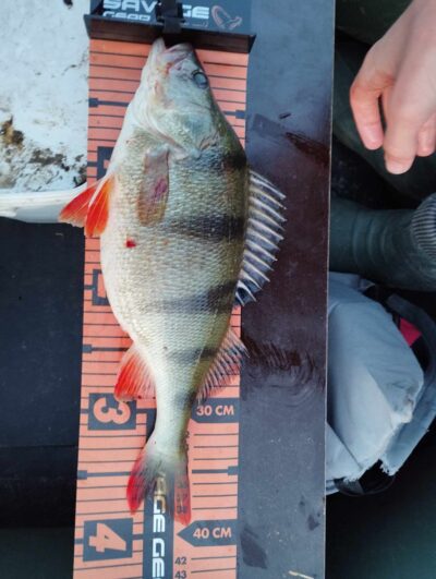 Ešerys, 1,0 kg — Voveriškių