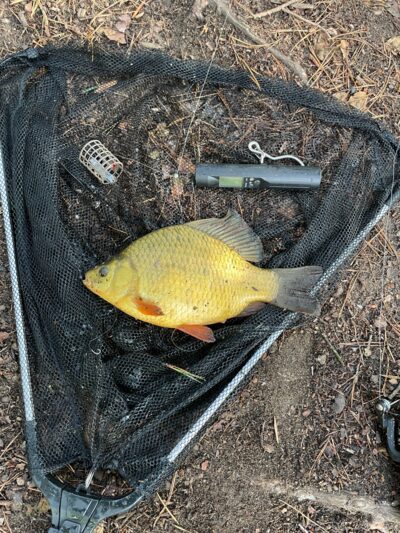 Auksinis karosas, 0,6 kg — Mažasis Gulbinų
