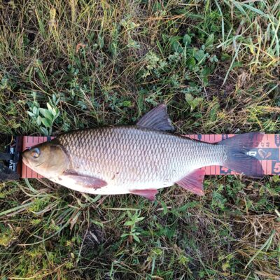 Mekne, 1,5 kg — Mūša