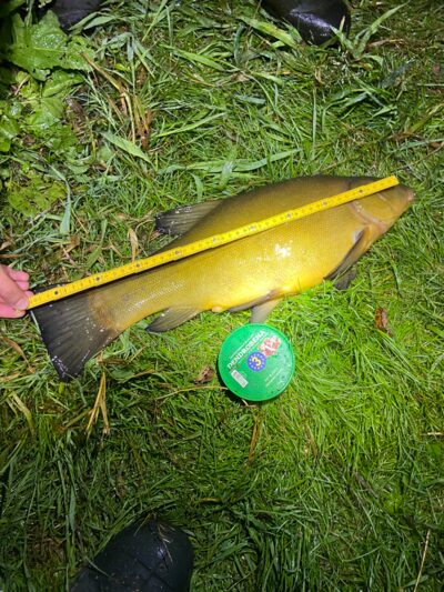 Lynas, 2,6 kg — Šventoji
