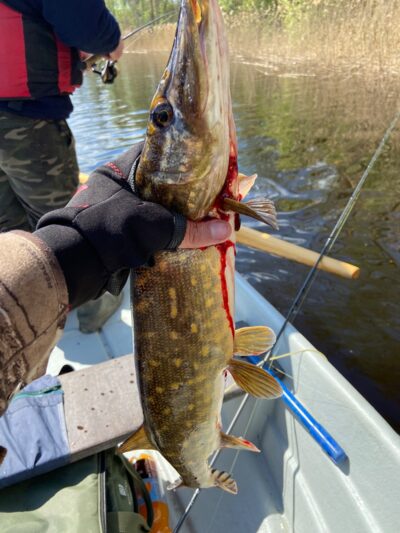 Lydeka, 1,7 kg — Mūšėjus
