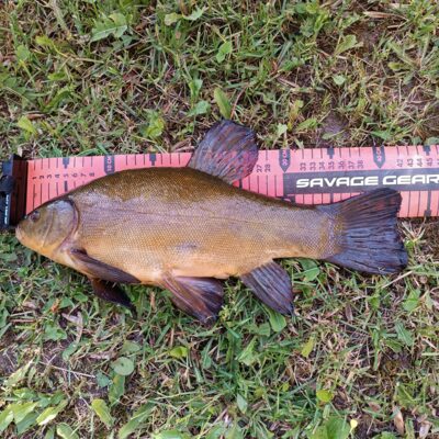 Lynas, 1,3 kg — Lėvuo