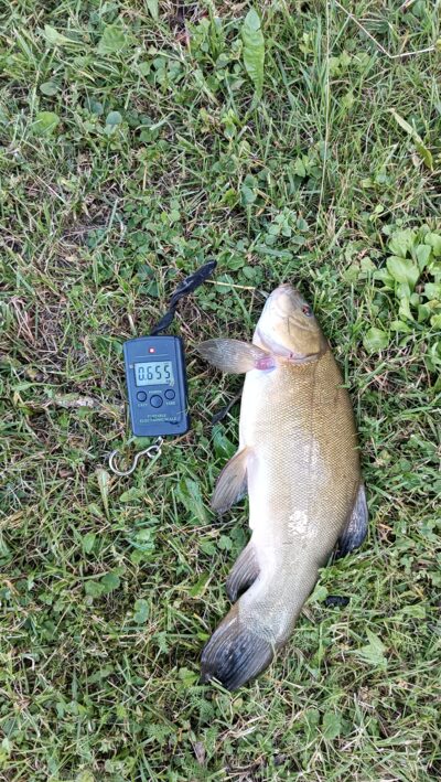 Lynas, 0,6 kg