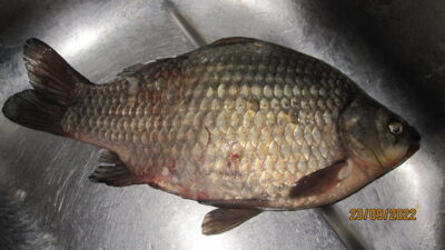 Sidabrinis karosas, 1,0 kg