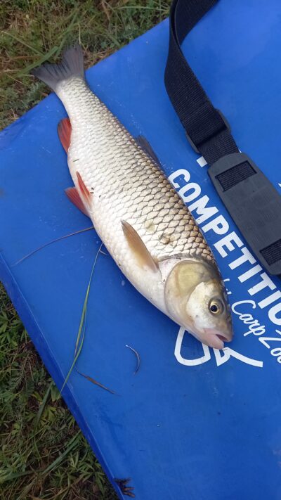 šapalas, 1,1 kg