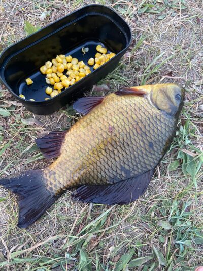 Auksinis karosas, 0,5 kg — Leliūnų